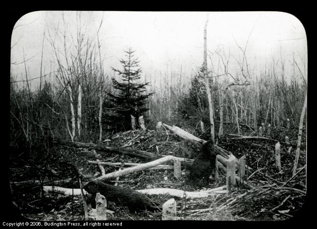 Beavers