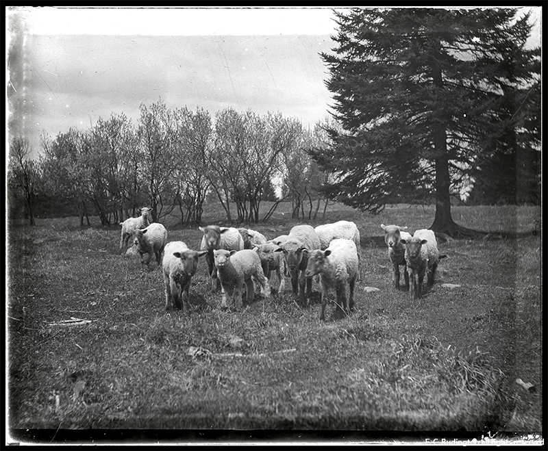 Sheep